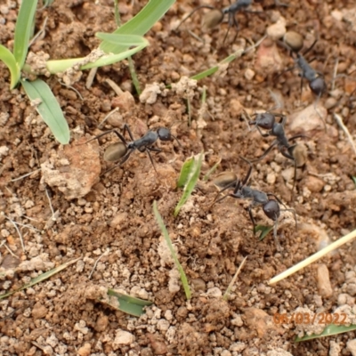 Camponotus suffusus (Golden-tailed sugar ant) at Googong, NSW - 6 Mar 2022 by Ozflyfisher