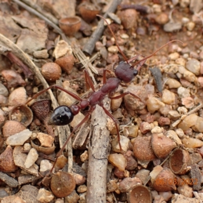 Myrmecia simillima (A Bull Ant) at Googong Reservoir - 6 Mar 2022 by FeralGhostbat