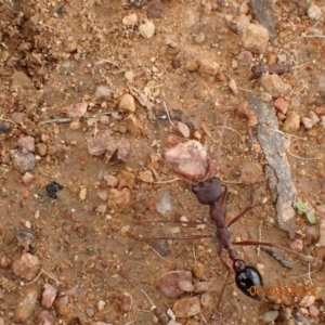 Myrmecia simillima at Googong, NSW - 6 Mar 2022