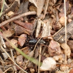 Zodariidae (family) (Unidentified Ant spider or Spotted ground spider) at Googong Foreshore - 6 Mar 2022 by Bugologist