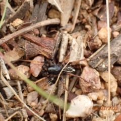 Zodariidae (family) (Ant spider or Spotted ground spider) at Googong, NSW - 6 Mar 2022 by FeralGhostbat