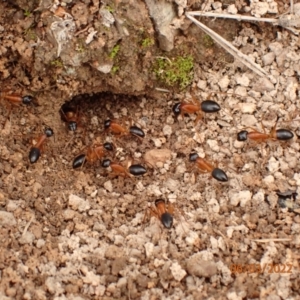 Camponotus consobrinus at Googong, NSW - 6 Mar 2022 01:40 PM