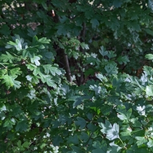 Crataegus monogyna at Watson, ACT - 6 Mar 2022 06:19 PM