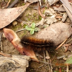 Ardices (genus) (Tiger moth (formerly Spilosoma)) at Googong, NSW - 6 Mar 2022 by FeralGhostbat