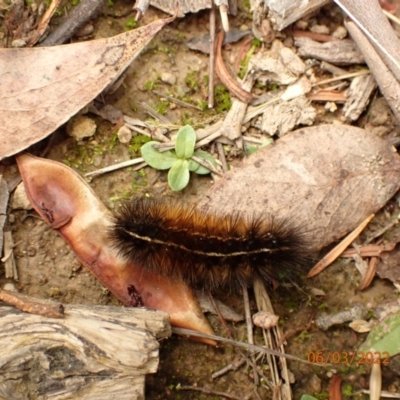 Ardices (genus) (Tiger moth (formerly Spilosoma)) at Googong, NSW - 6 Mar 2022 by FeralGhostbat