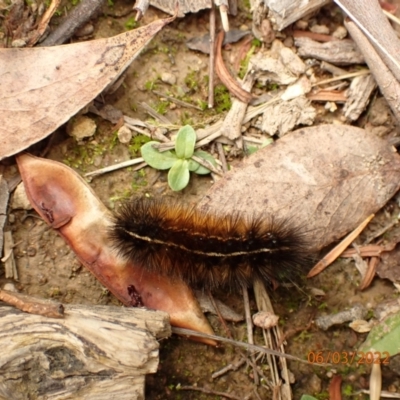 Ardices (genus) (Tiger moth (formerly Spilosoma)) at Googong Reservoir - 6 Mar 2022 by FeralGhostbat