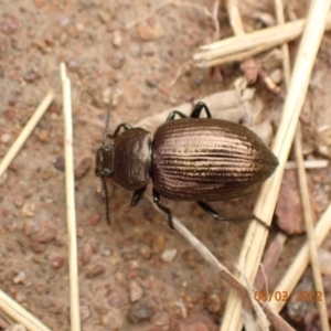 Adelium brevicorne at Googong, NSW - 6 Mar 2022 02:32 PM