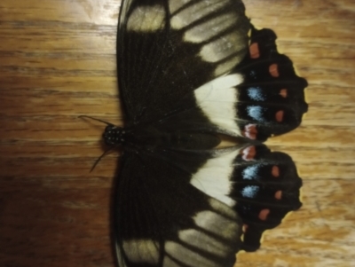 Papilio aegeus (Orchard Swallowtail, Large Citrus Butterfly) at Goombungee, QLD - 13 Jan 2022 by sonyam