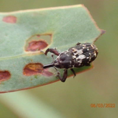 Neolaemosaccus sp. (genus) (A weevil) at Googong Foreshore - 6 Mar 2022 by Ozflyfisher