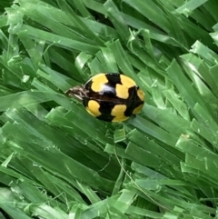 Illeis galbula (Fungus-eating Ladybird) at Jerrabomberra, NSW - 6 Mar 2022 by Steve_Bok