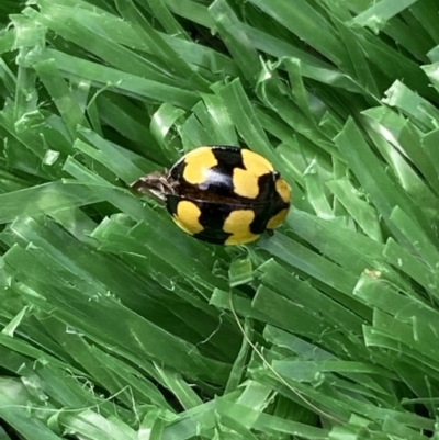 Illeis galbula (Fungus-eating Ladybird) at Jerrabomberra, NSW - 6 Mar 2022 by Steve_Bok