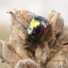 Callidemum hypochalceum (Hop-bush leaf beetle) at Googong Reservoir - 6 Mar 2022 by FeralGhostbat