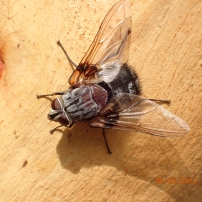 Rutilia sp. (genus) (A Rutilia bristle fly, subgenus unknown) at Googong Reservoir - 6 Mar 2022 by FeralGhostbat
