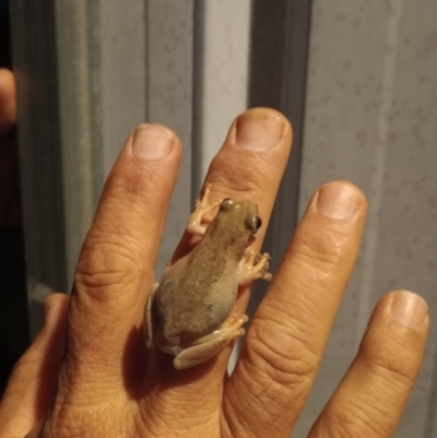 Litoria rubella at Goombungee, QLD - 26 Jan 2022 by sonyam