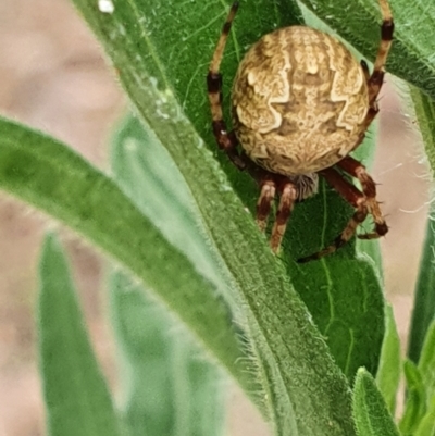 Araneus hamiltoni (Hamilton's Orb Weaver) at Gundaroo, NSW - 6 Mar 2022 by Gunyijan