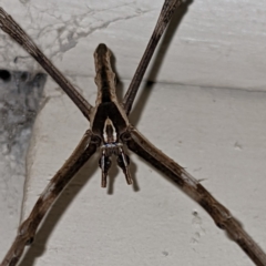 Asianopis subrufa (Rufous net-casting spider) at Holder, ACT - 6 Mar 2022 by HelenCross