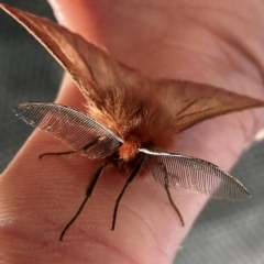 Pterolocera (genus) (Antheliid moth) at Yarrangobilly, NSW - 5 Mar 2022 by Willcath80