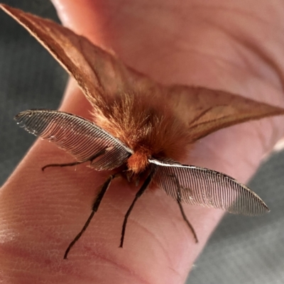 Pterolocera (genus) (Antheliid moth) at Yarrangobilly, NSW - 6 Mar 2022 by Willcath80