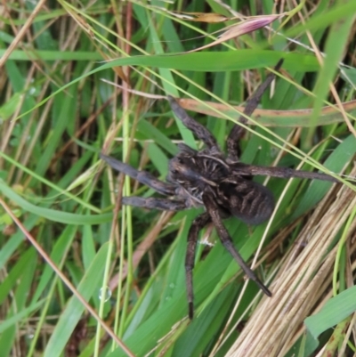 Tasmanicosa sp. (genus) (Tasmanicosa wolf spider) at Burra, NSW - 6 Mar 2022 by SandraH