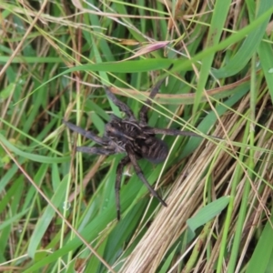 Tasmanicosa sp. (genus) at Burra, NSW - 6 Mar 2022