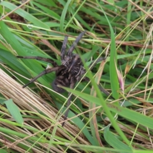 Tasmanicosa sp. (genus) at Burra, NSW - 6 Mar 2022