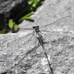 Argiolestidae (family) (Flatwings) at Paddys River, ACT - 6 Mar 2022 by JohnBundock