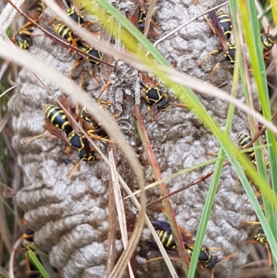 Polistes (Polistes) chinensis (Asian paper wasp) at Tuggeranong Creek to Monash Grassland - 4 Mar 2022 by SRoss