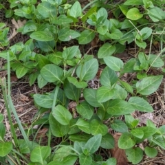 Vinca major (Blue Periwinkle) at Watson, ACT - 6 Mar 2022 by AniseStar