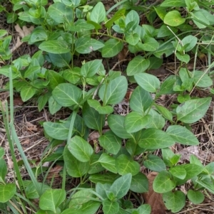 Vinca major at Watson, ACT - 6 Mar 2022