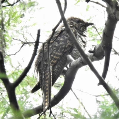 Cacomantis variolosus (Brush Cuckoo) at Paddys River, ACT - 6 Mar 2022 by JohnBundock