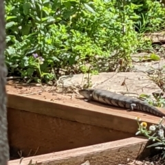 Tiliqua scincoides scincoides (Eastern Blue-tongue) at Watson, ACT - 7 Feb 2022 by AniseStar