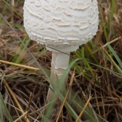 Macrolepiota dolichaula (Macrolepiota dolichaula) at Monash, ACT - 5 Mar 2022 by SRoss