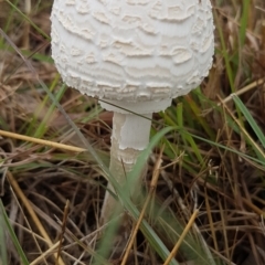 Macrolepiota dolichaula (Macrolepiota dolichaula) at Monash, ACT - 5 Mar 2022 by SRoss