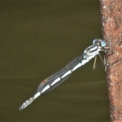 Austrolestes annulosus at Tidbinbilla Nature Reserve - 6 Mar 2022 11:13 AM