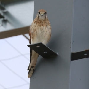 Falco cenchroides at Hume, ACT - 6 Mar 2022 02:33 PM