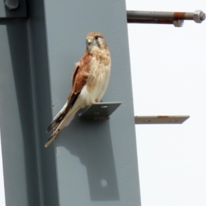 Falco cenchroides at Hume, ACT - 6 Mar 2022 02:33 PM