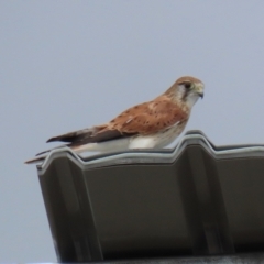 Falco cenchroides at Hume, ACT - 6 Mar 2022 02:33 PM