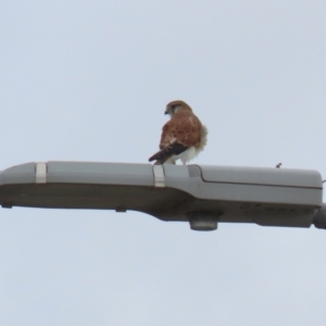 Falco cenchroides at Hume, ACT - 6 Mar 2022 02:33 PM