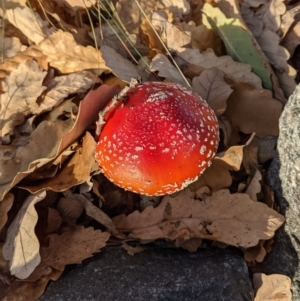 Amanita muscaria at Watson, ACT - 5 Jun 2021 04:02 PM