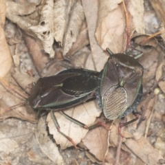 Musgraveia sulciventris (Bronze Orange Bug) at Higgins, ACT - 13 Feb 2022 by AlisonMilton