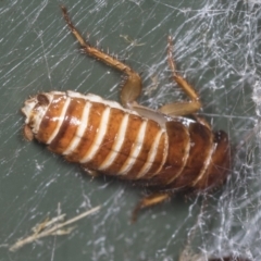 Blattidae sp. (family) (Unidentified blattid cockroach) at Higgins, ACT - 2 Feb 2022 by AlisonMilton