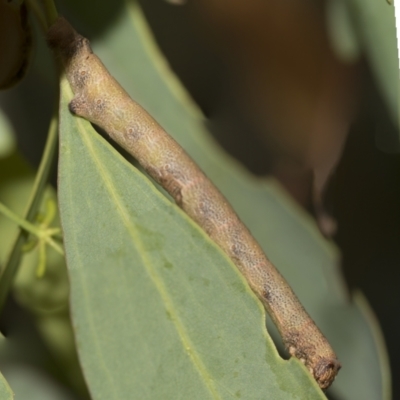 Geometridae (family) IMMATURE at Bango, NSW - 3 Feb 2022 by AlisonMilton