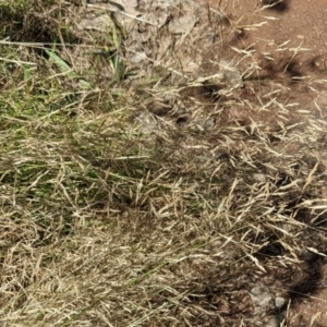 Agrostis capillaris at Hackett, ACT - 27 Feb 2022