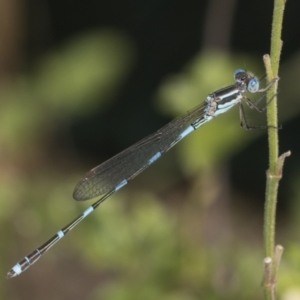 Austrolestes leda at Higgins, ACT - 9 Feb 2022