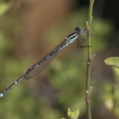 Austrolestes leda at Higgins, ACT - 9 Feb 2022