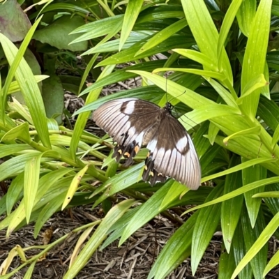 Papilio aegeus (Orchard Swallowtail, Large Citrus Butterfly) at Goulburn, NSW - 12 Feb 2022 by ebristow