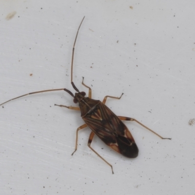 Miridae (family) (Unidentified plant bug) at Higgins, ACT - 14 Feb 2022 by AlisonMilton