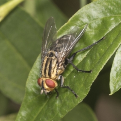 Sarcophagidae (family) (Unidentified flesh fly) at Higgins, ACT - 23 Jan 2022 by AlisonMilton