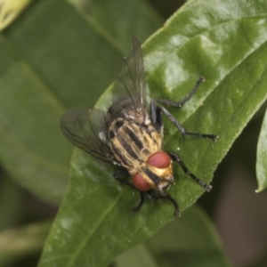 Sarcophagidae (family) at Higgins, ACT - 23 Jan 2022 10:49 AM