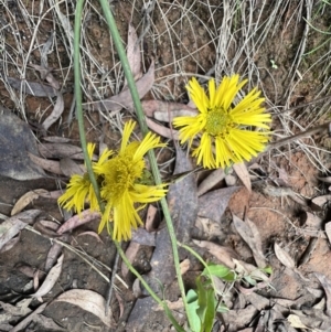 Podolepis jaceoides at Cotter River, ACT - 4 Mar 2022